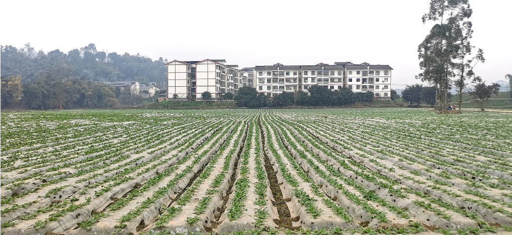 铜梁高楼镇:蔬菜基地抢收抢种忙