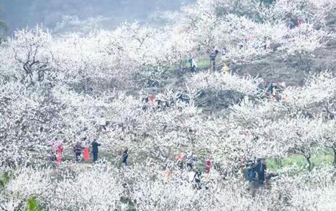 "半山李花满山雪"渝北统景镇印盒李花生态旅游区.