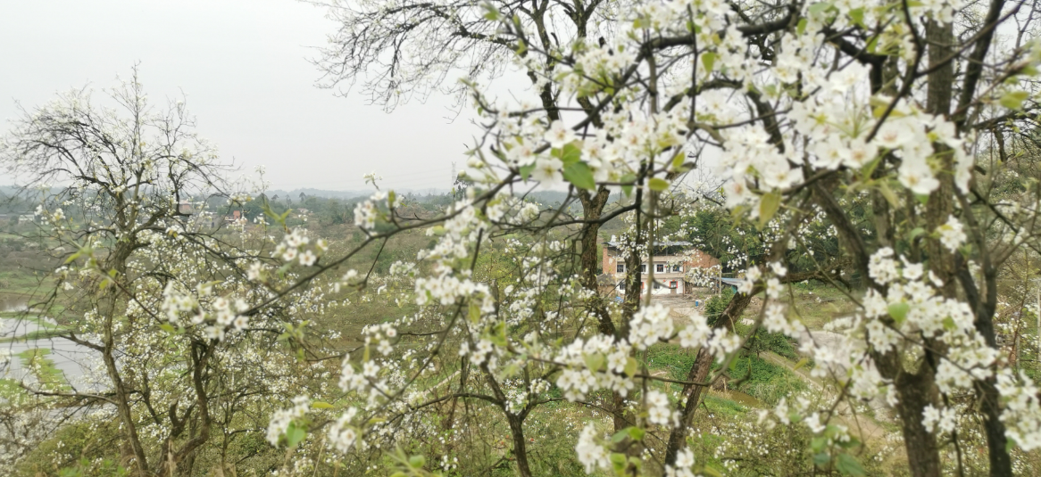 3月2日上午,笔者在铜梁庆隆镇冬笋村百年梨园看到,满山的梨花沐着春光