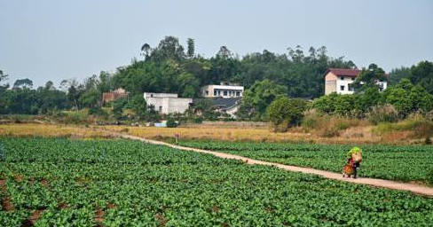 璧山区健龙镇新石村800亩烂尾地如何成了香饽饽