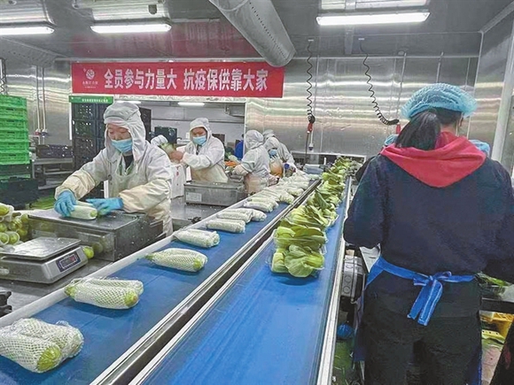 沙坪坝物流园区永辉彩食鲜员工正在分拣蔬菜。沙坪坝区商务委供图