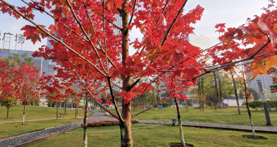 重庆铜梁：绚丽彩色树让初冬景色美如画